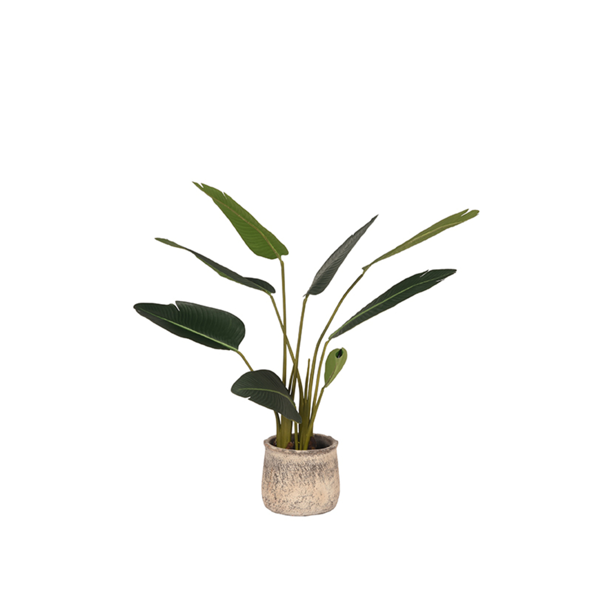 Decoratie Strelitzia - Vert - Plastique - Modern - LABEL51